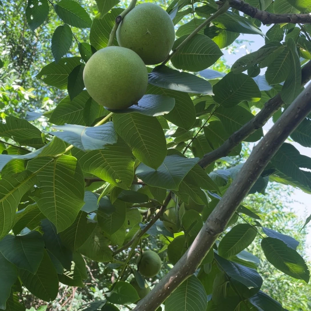 文玩核桃吊坠麒麟纹42以上6个