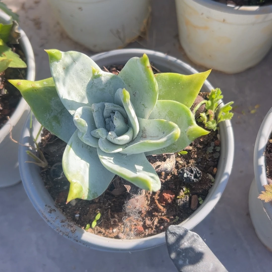 宽叶大脸～一物一拍689