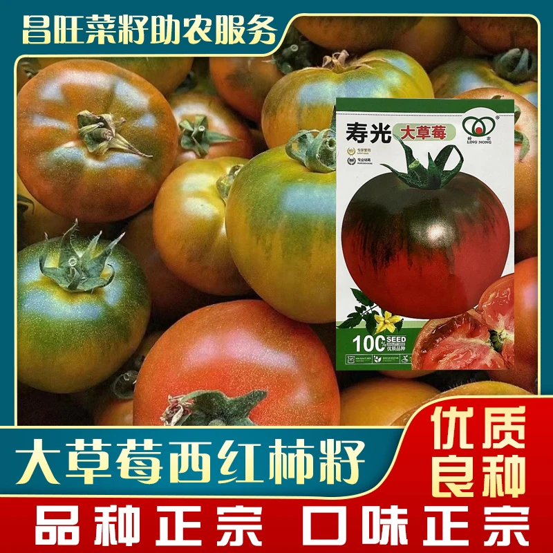 寿光大草莓柿子籽80粒左右（各种优惠搭配任选）