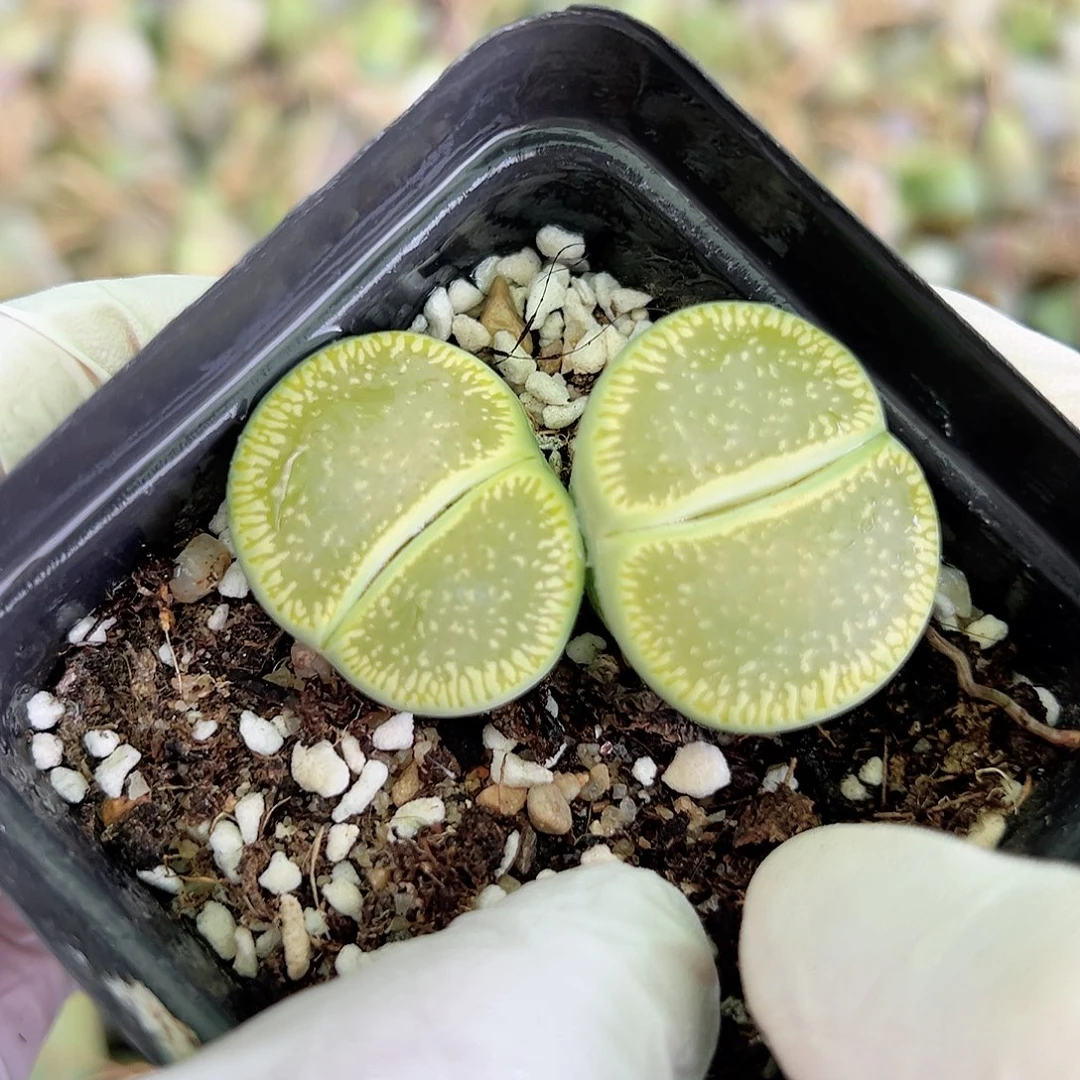 1002 好养易活生石花大母本