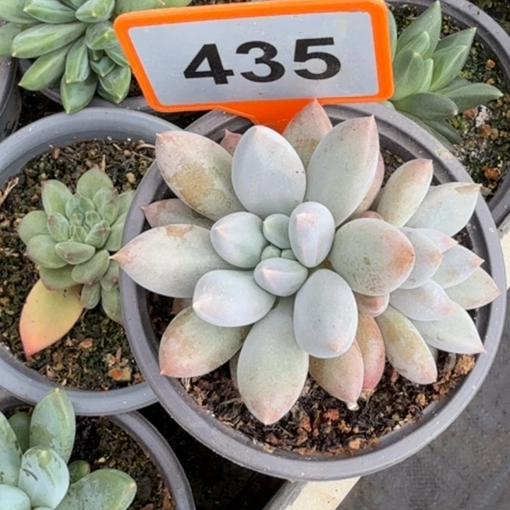 彩胖体哥特一物一拍435