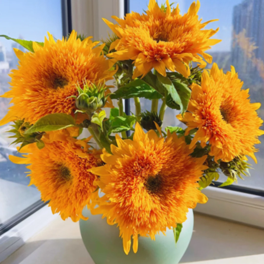 【只发新疆】泰迪向日葵2支