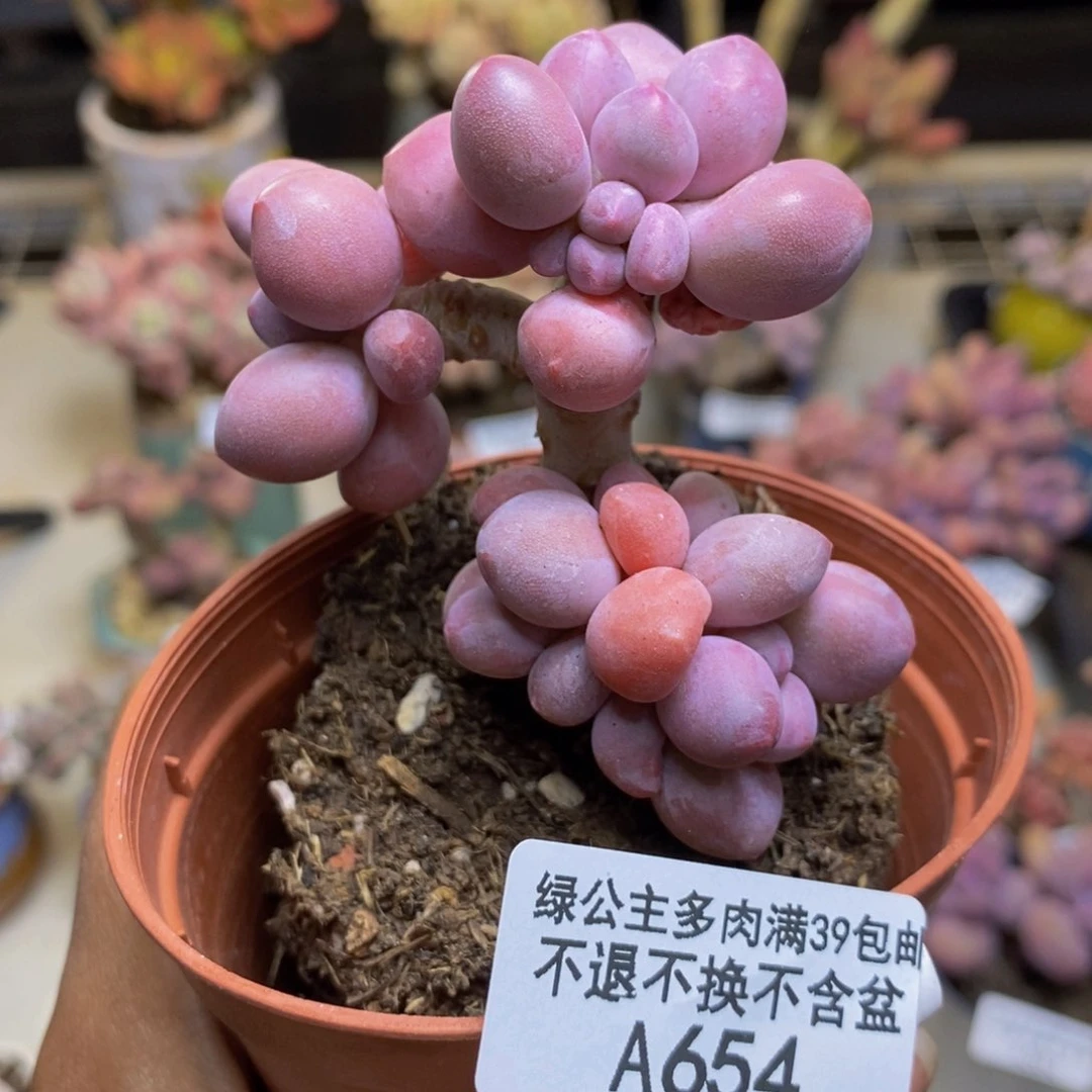 654丸叶汤圆多肉7cm