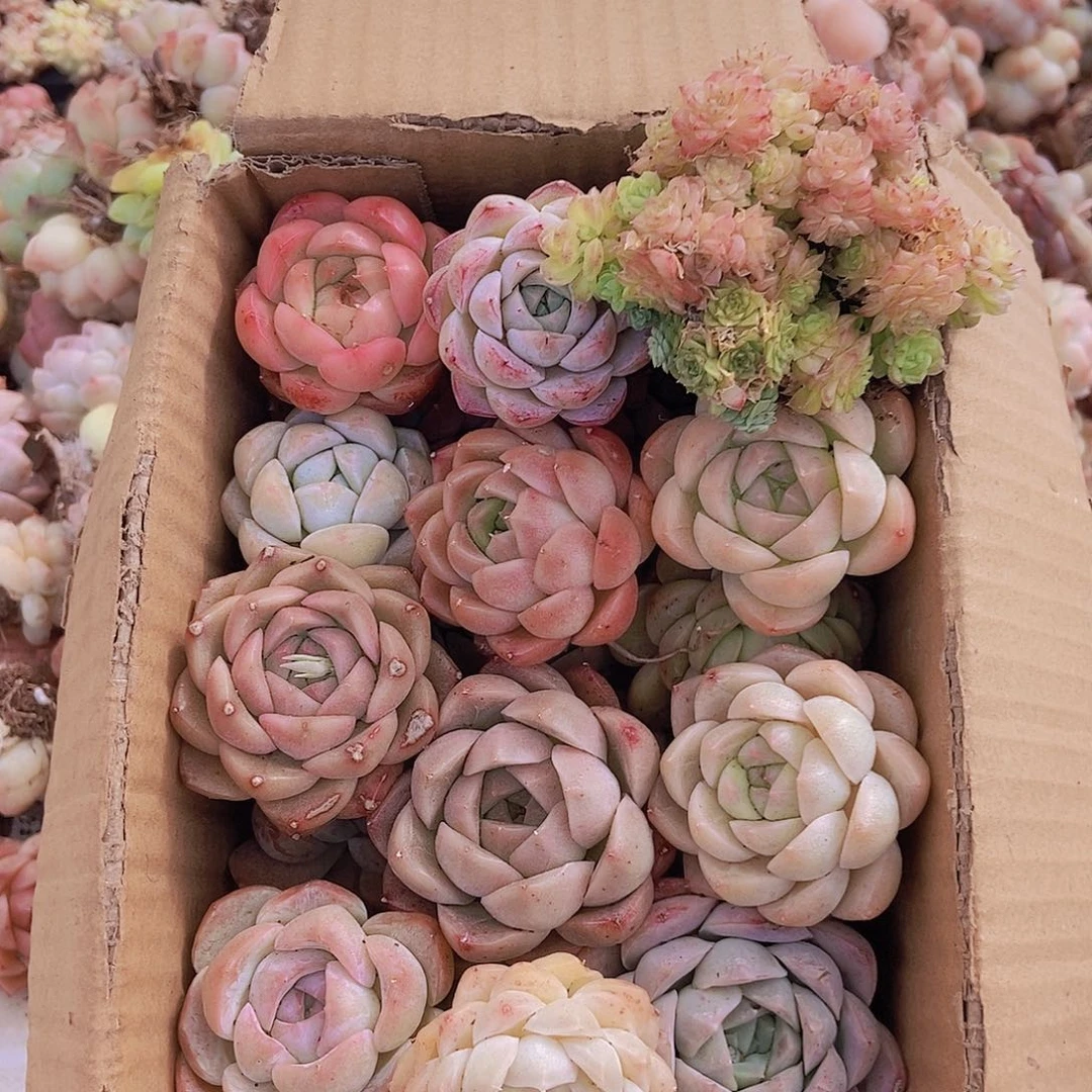 00000000000000001量拍