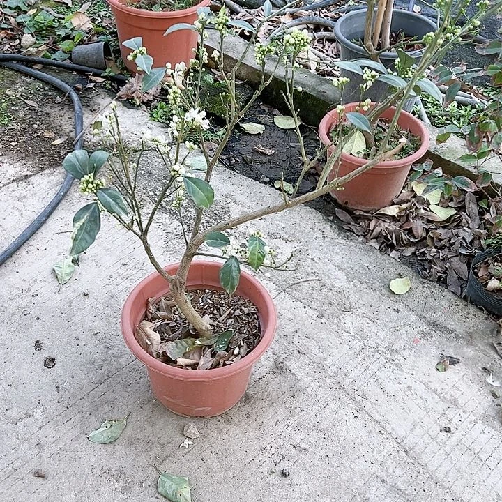 大****）13556788888888