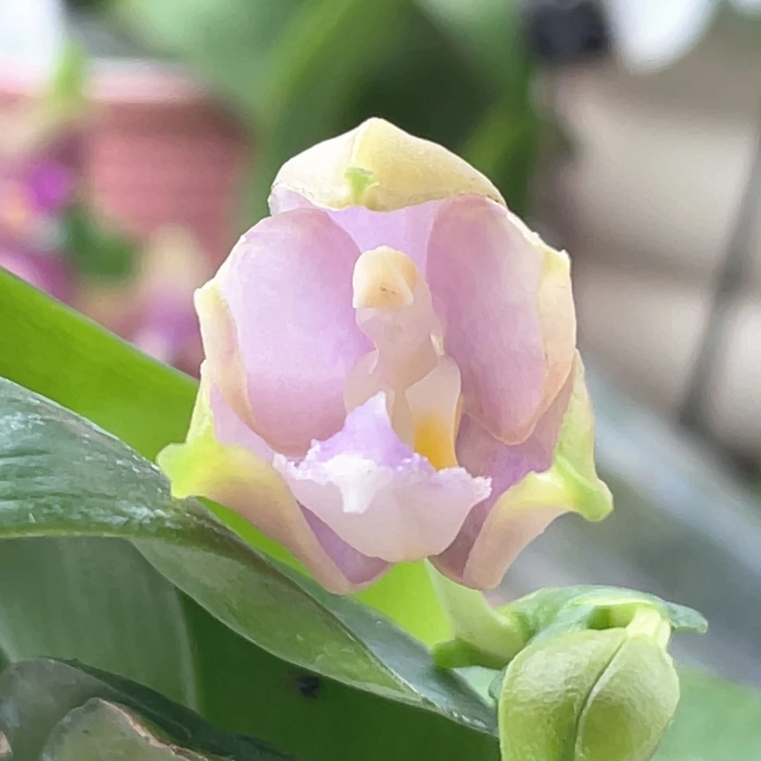 无花朵槟城荧光交蓝鸟，叶微瑕