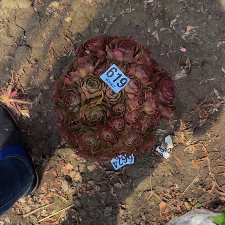 万圣节花29-42包邮花花