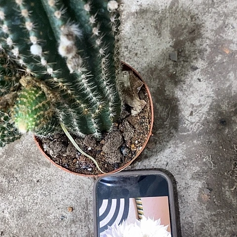 白花金刚，高10公分起左右