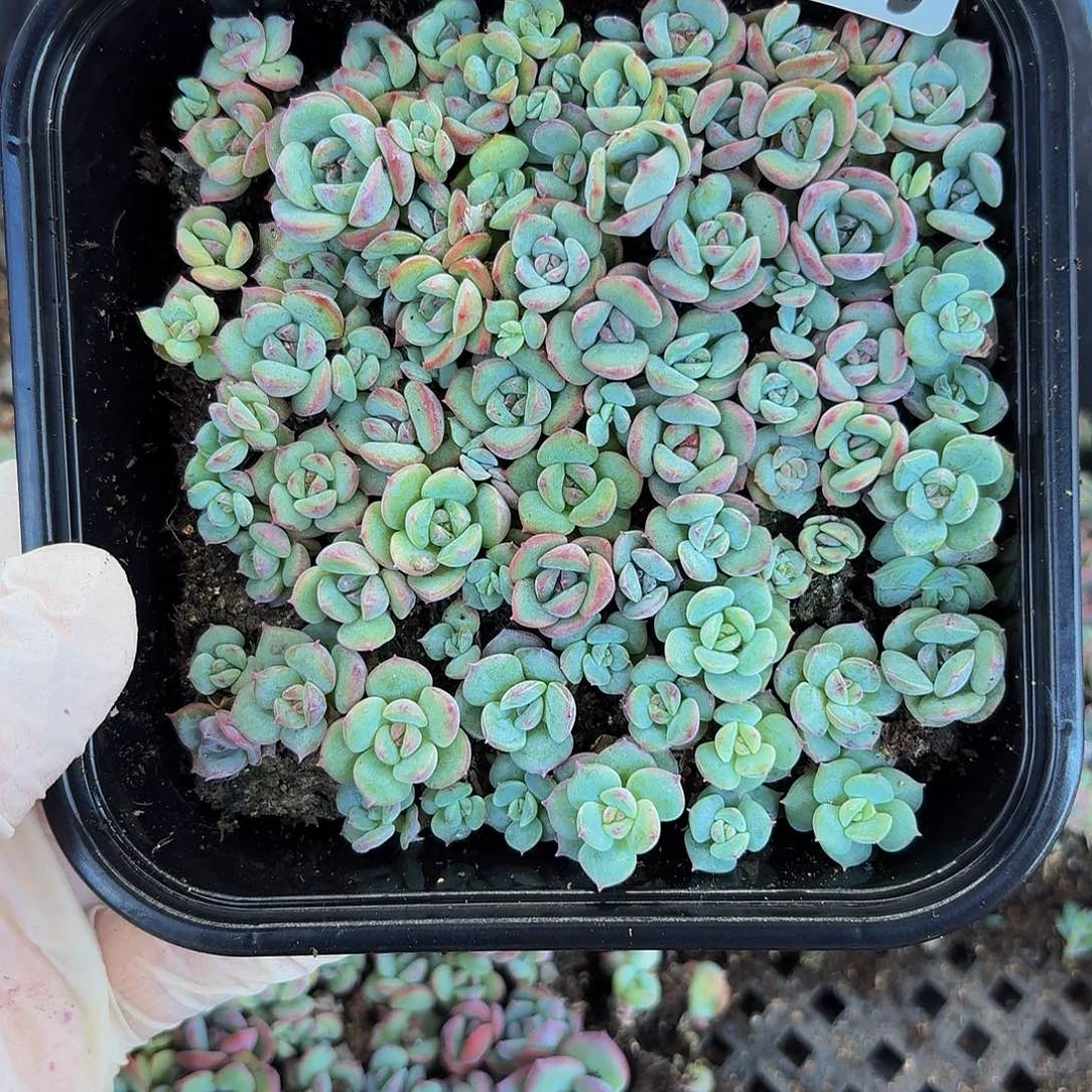 多肉植物多肉植物312