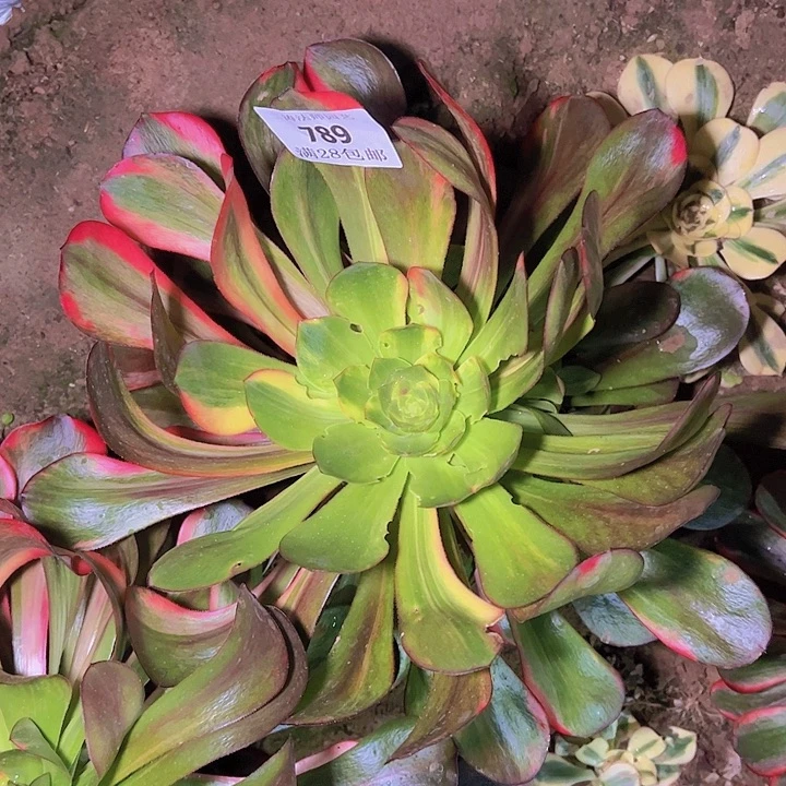 黑***使789巫毒七彩多肉植物