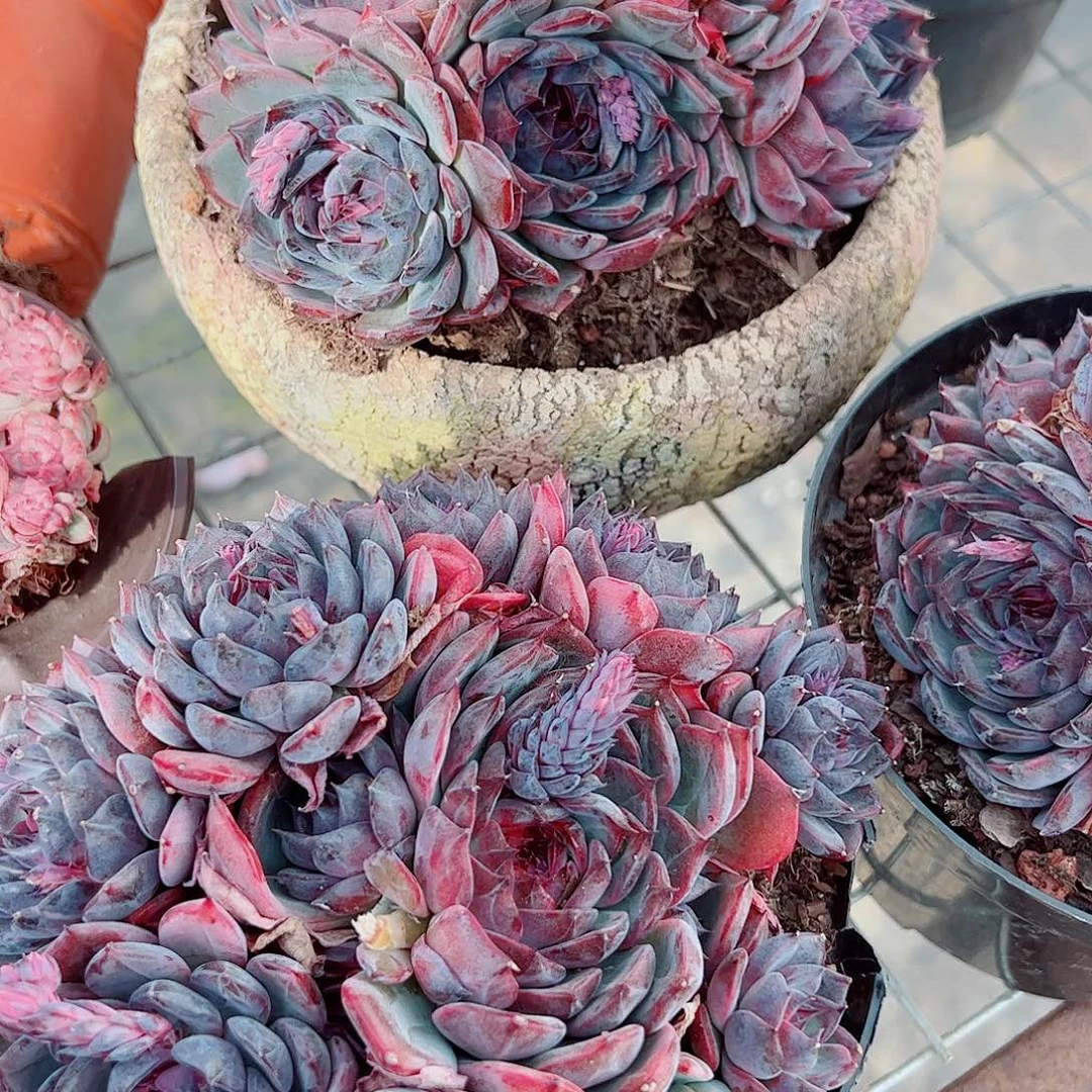 蓝色妖姬多头造型精品