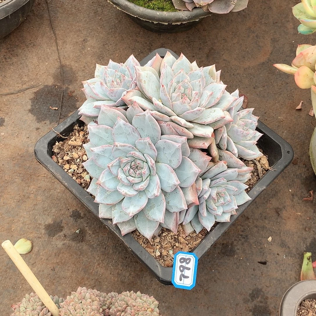 798蓝鸟一物一拍多肉