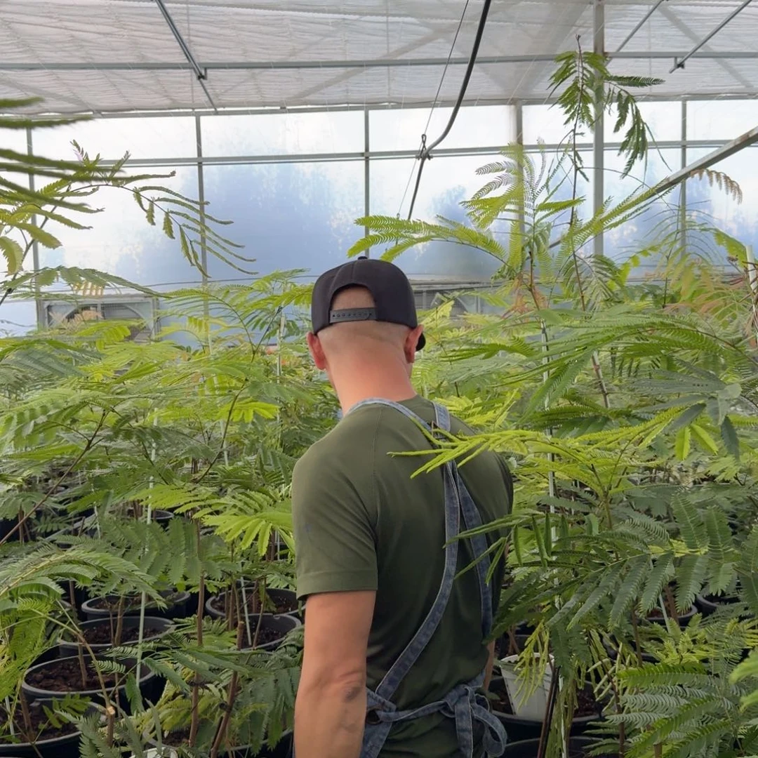 用***8无花朵柱子哥泰国热值猴子39