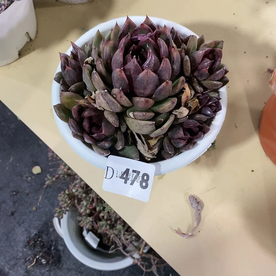 香*478黑水晶多肉植物