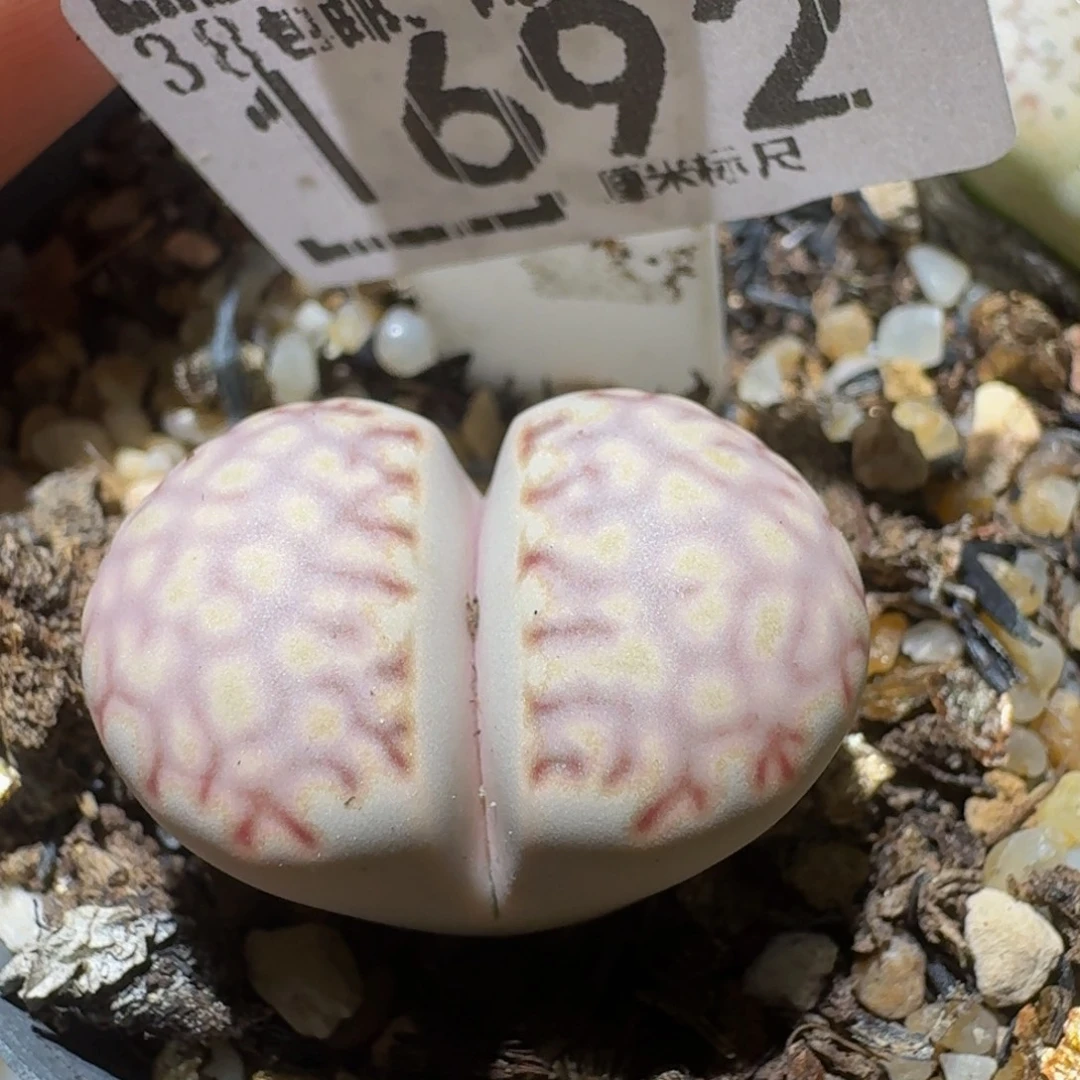 Ssss精品生石花1692