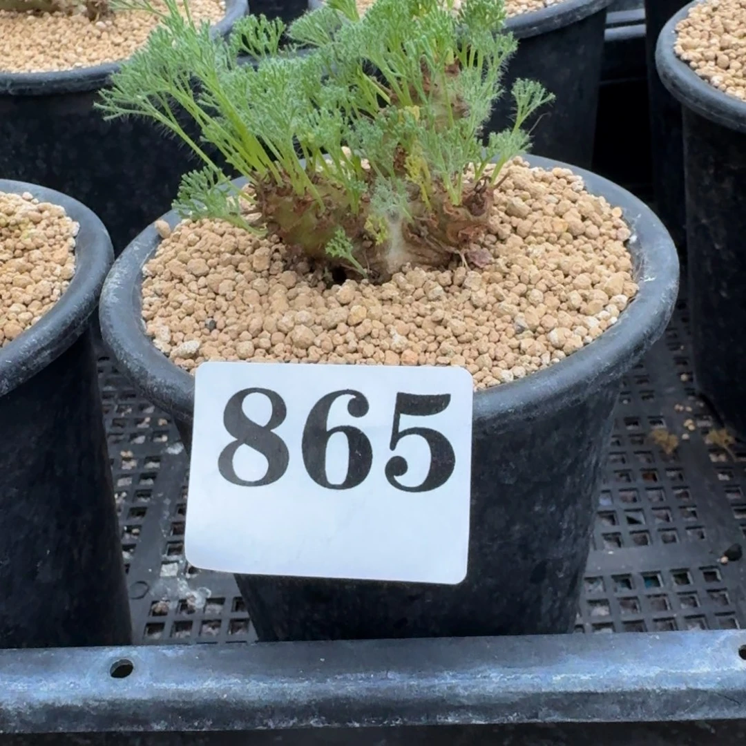 ****迪白皮月界多肉植物