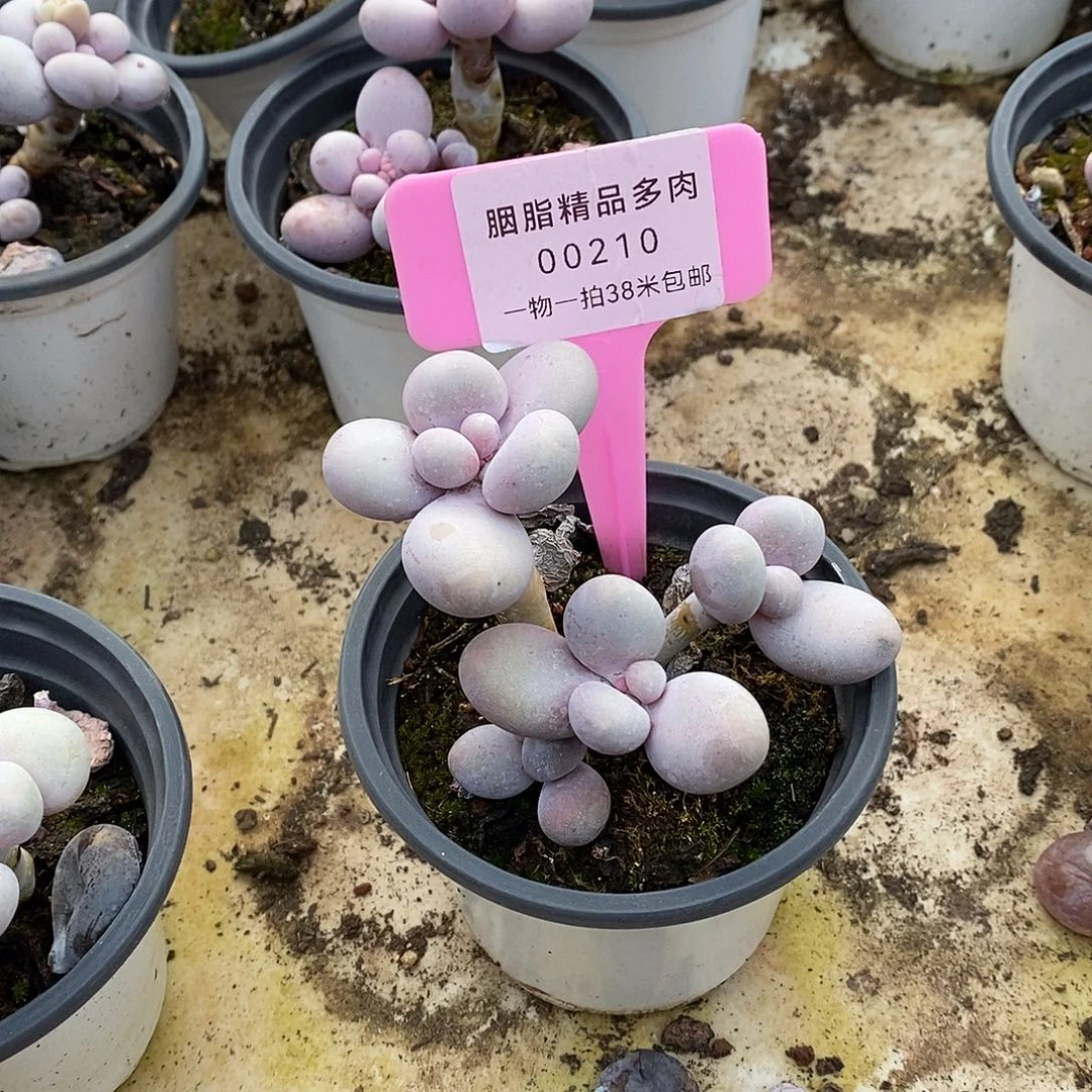 210投诉OK咯哦魔芋
