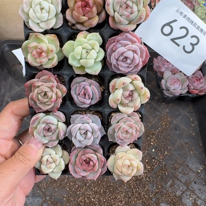挑***线623。
