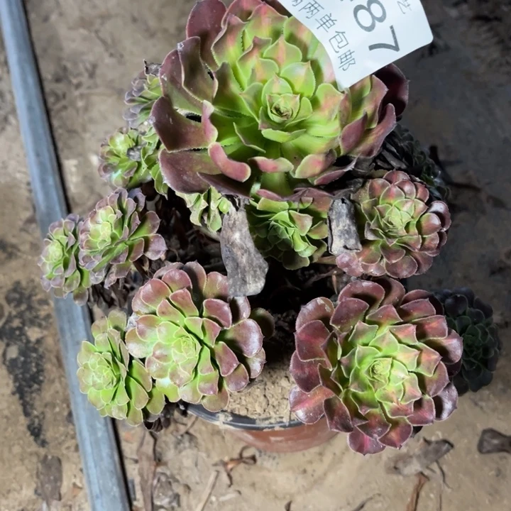 黑桐多肉多肉的人0487