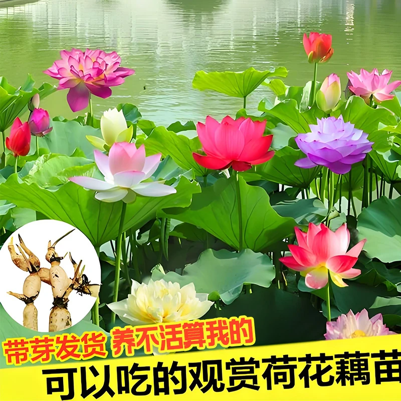 荷花盆栽水养大型观赏荷花种根苗水池塘水培食用种藕苗水生莲花卉