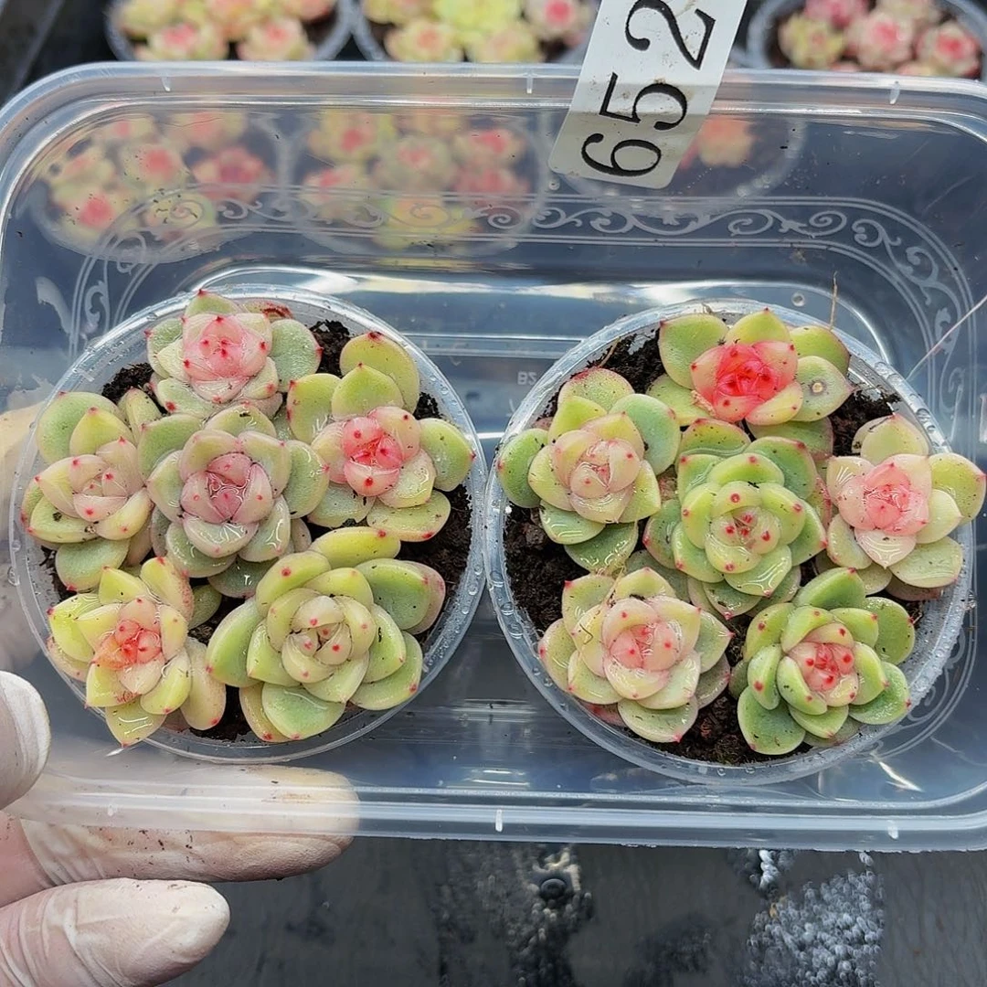 @*左多肉植物多肉植物652