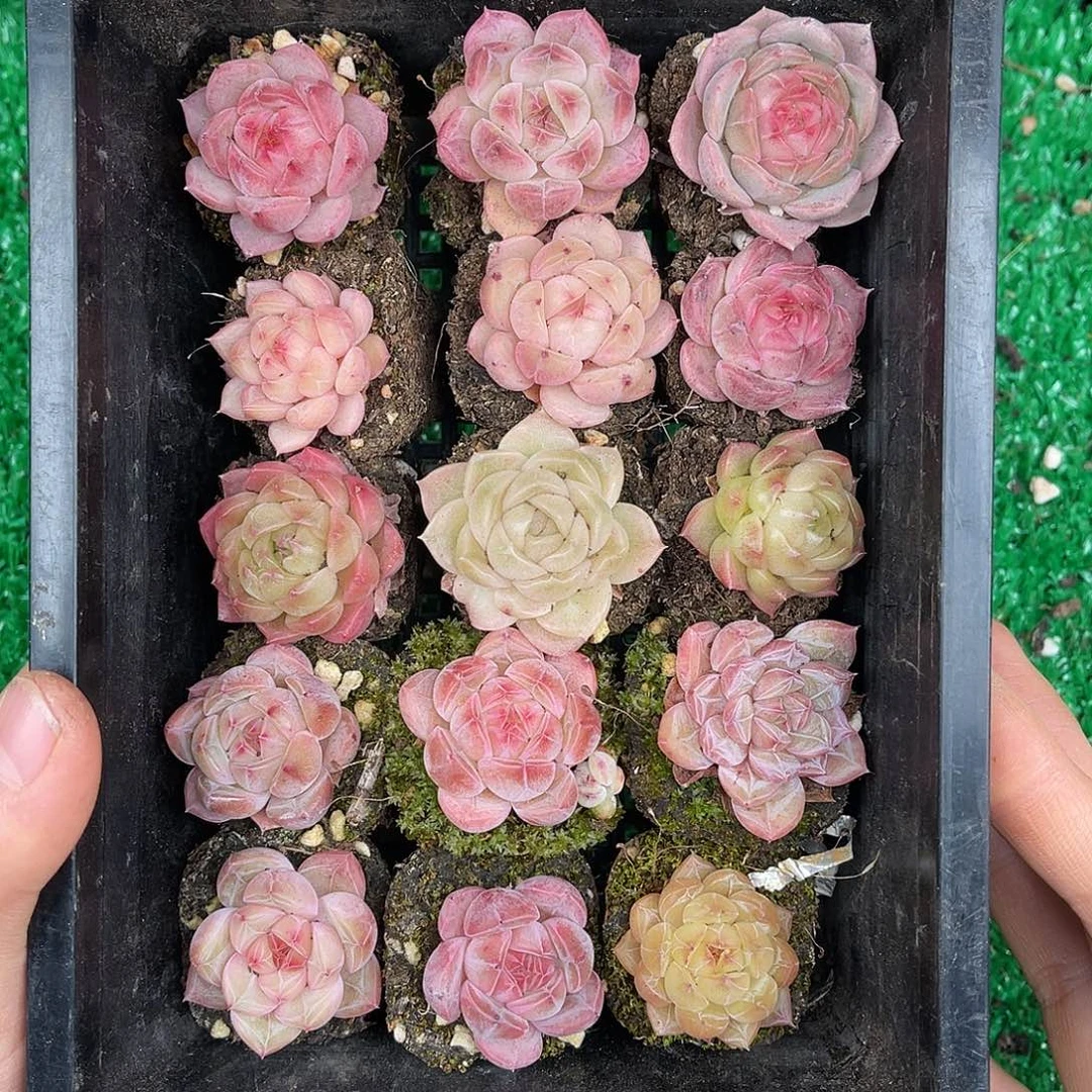 多肉一物一拍黑框不带24-123