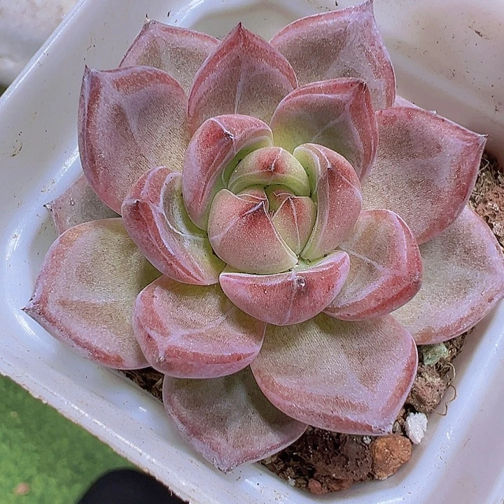 夜魔侠19包邮多肉植物