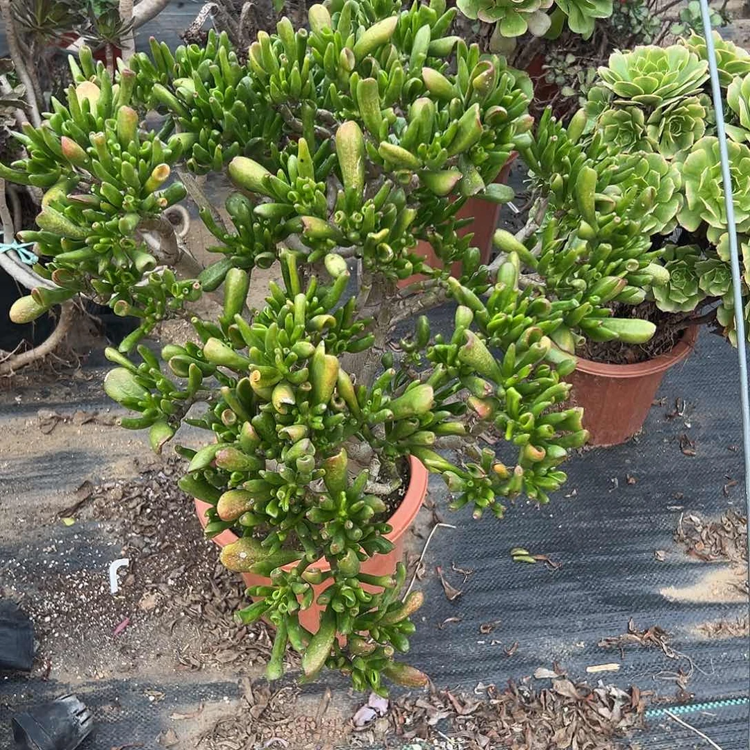 多肉植物吸财树老庄