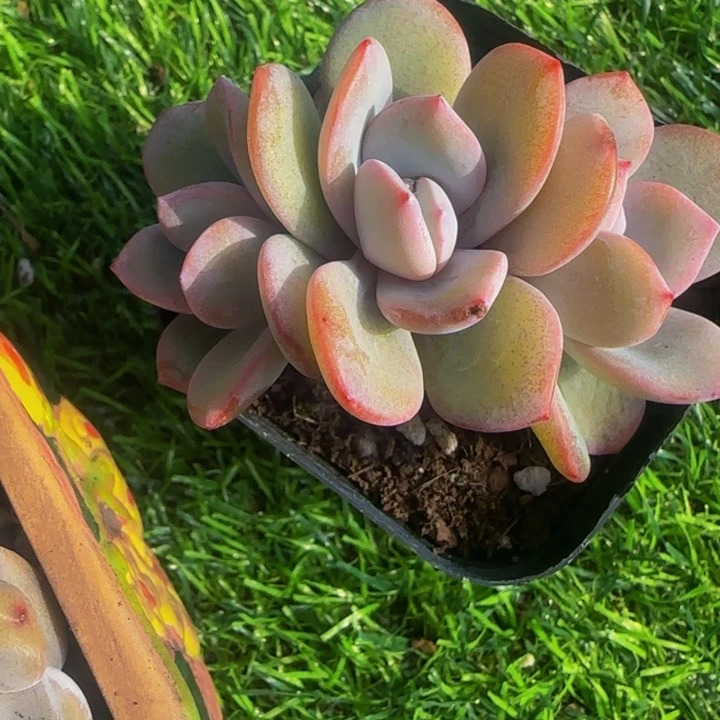 铁****?猫儿的三头奶茶1个多肉