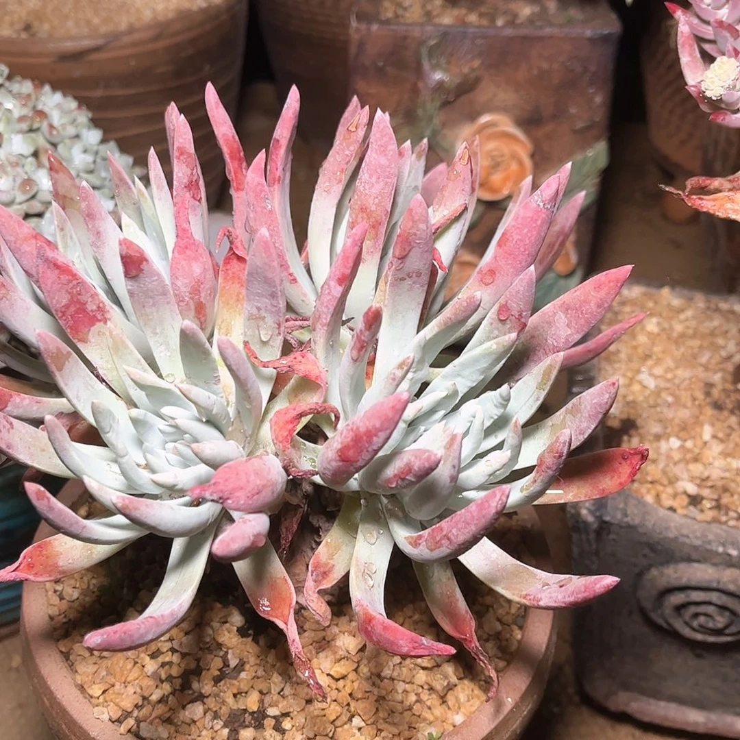 5126爱瑞思仙女杯多肉