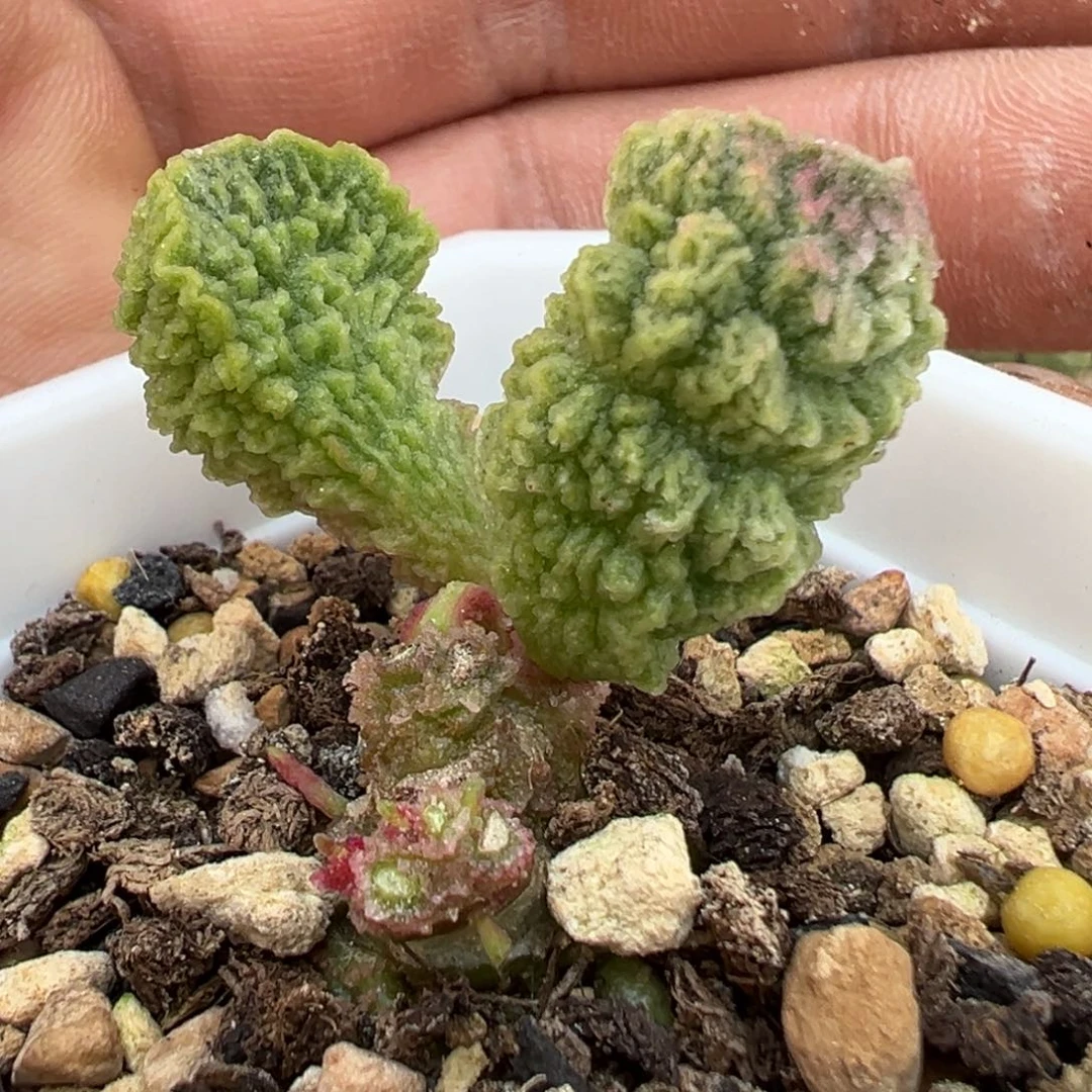 龟甲纹新品多肉植物水泡