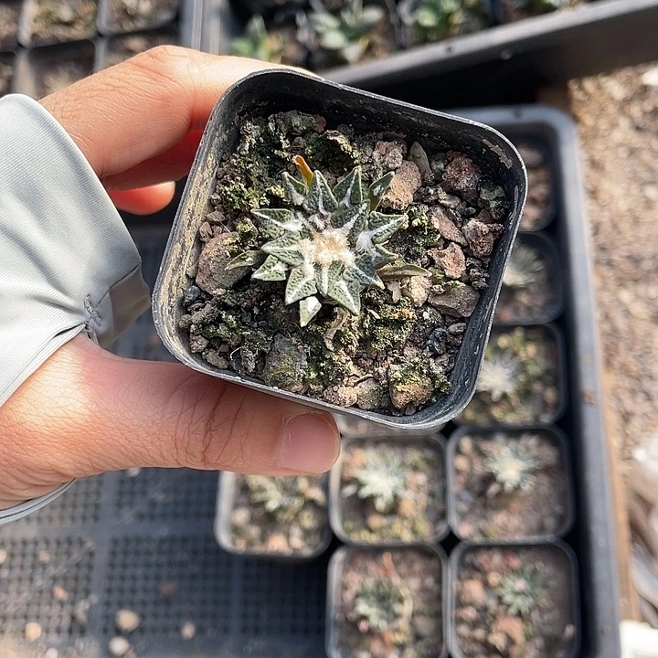 实生黑牡丹福利特价