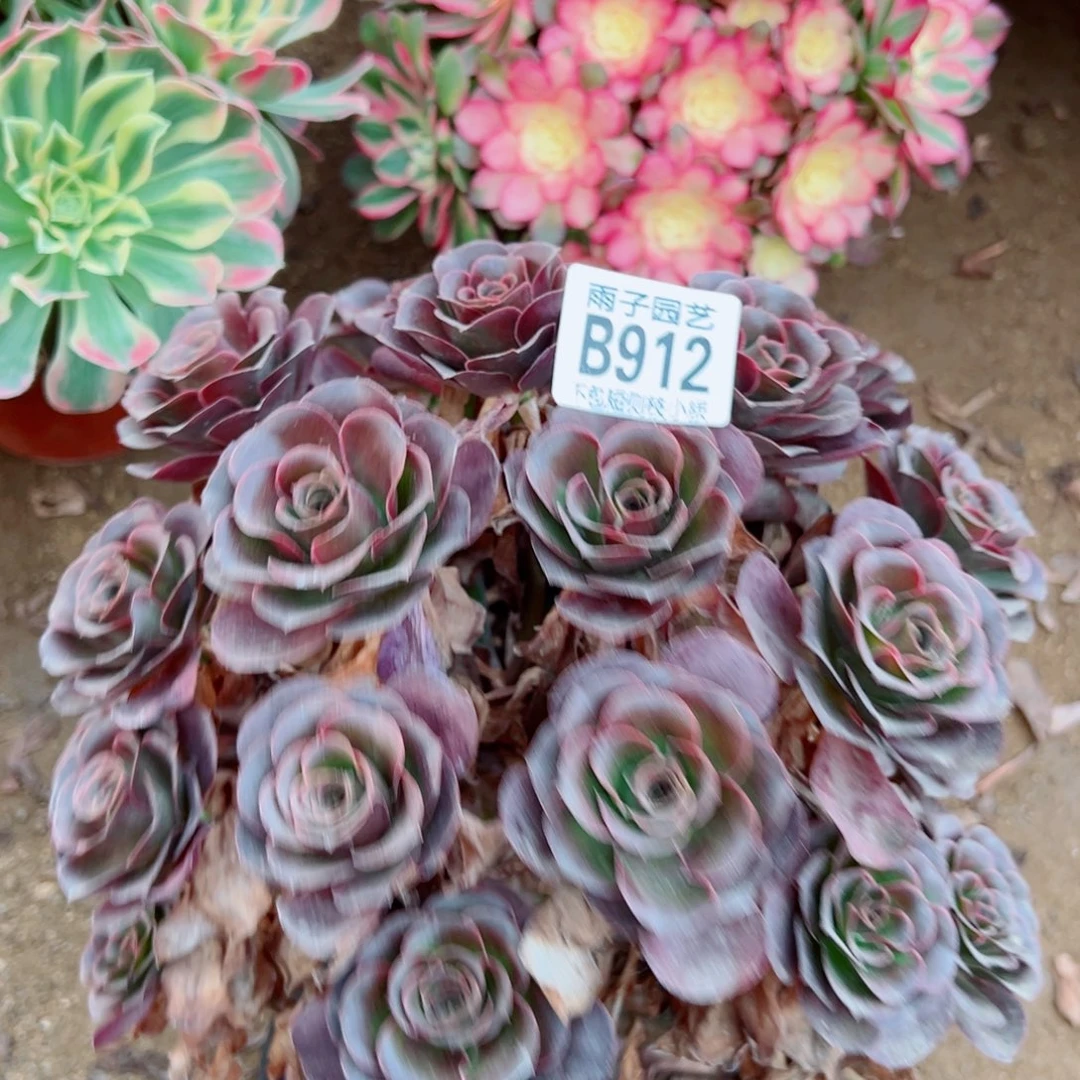 魅金玫瑰法师多肉912号