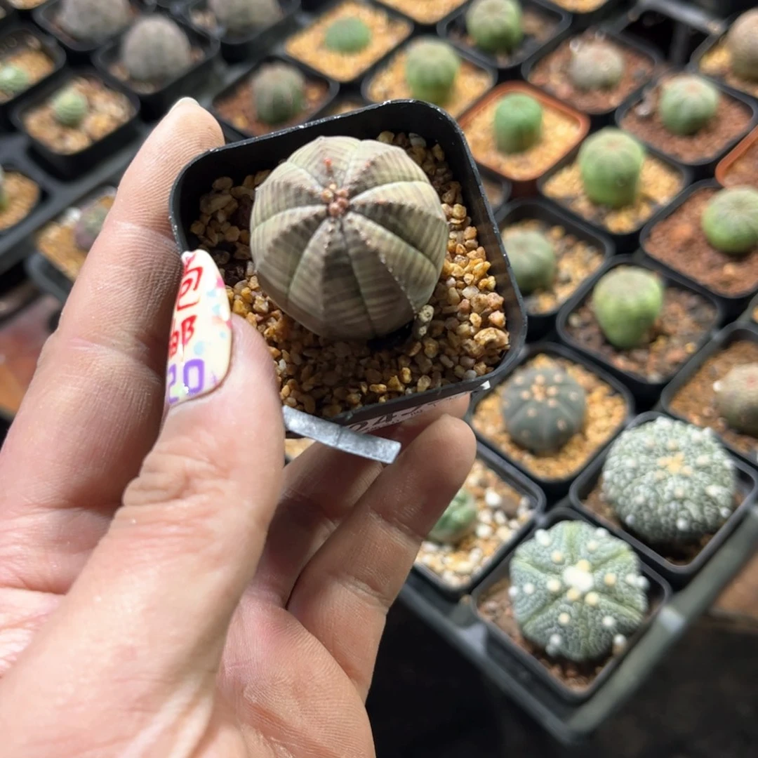 ?*✜24358一物一拍单头发货