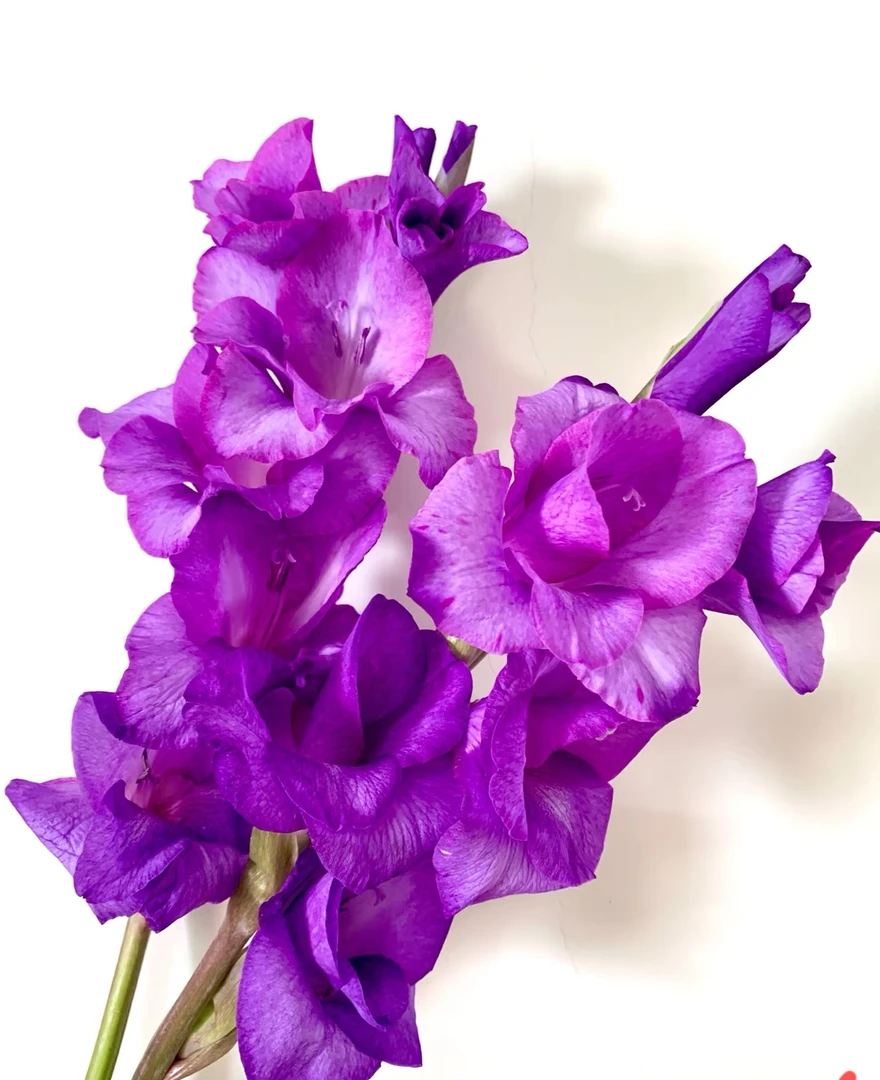 蓝猫剑兰5支/10支/  云南基地鲜花   基地直发