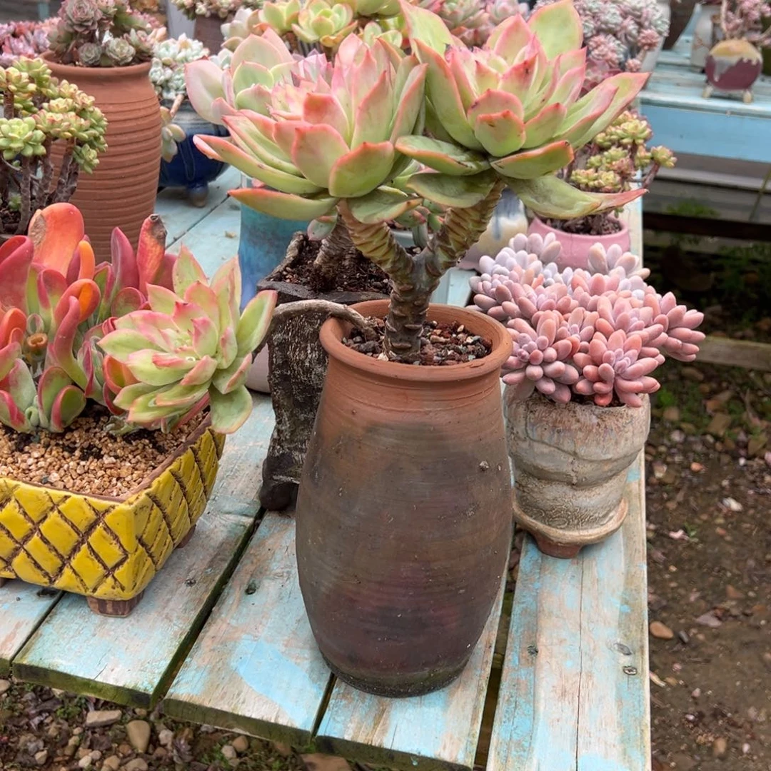 源***里乔伊仙子带盆多肉不包物流费