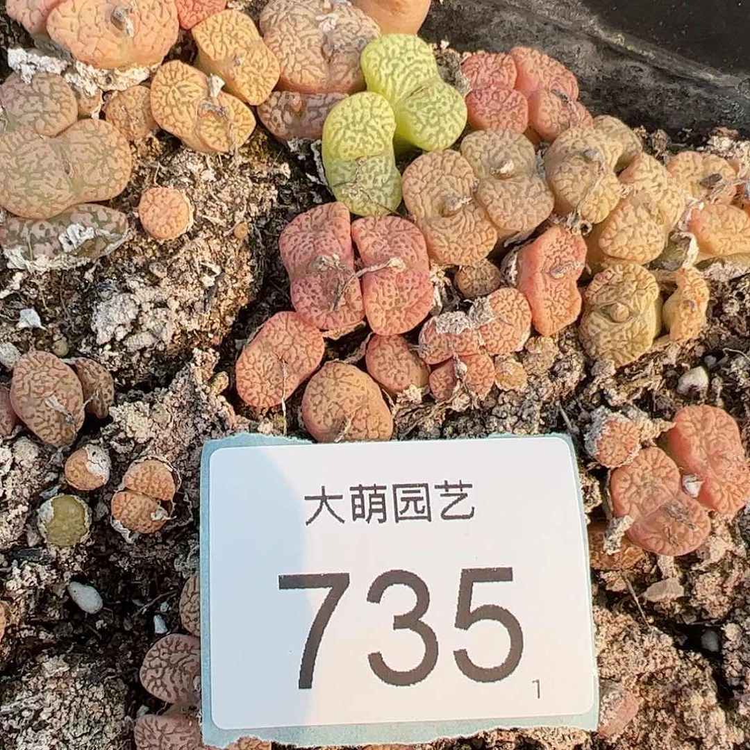 0000735量拍鸟哈尼5颗全部发双头