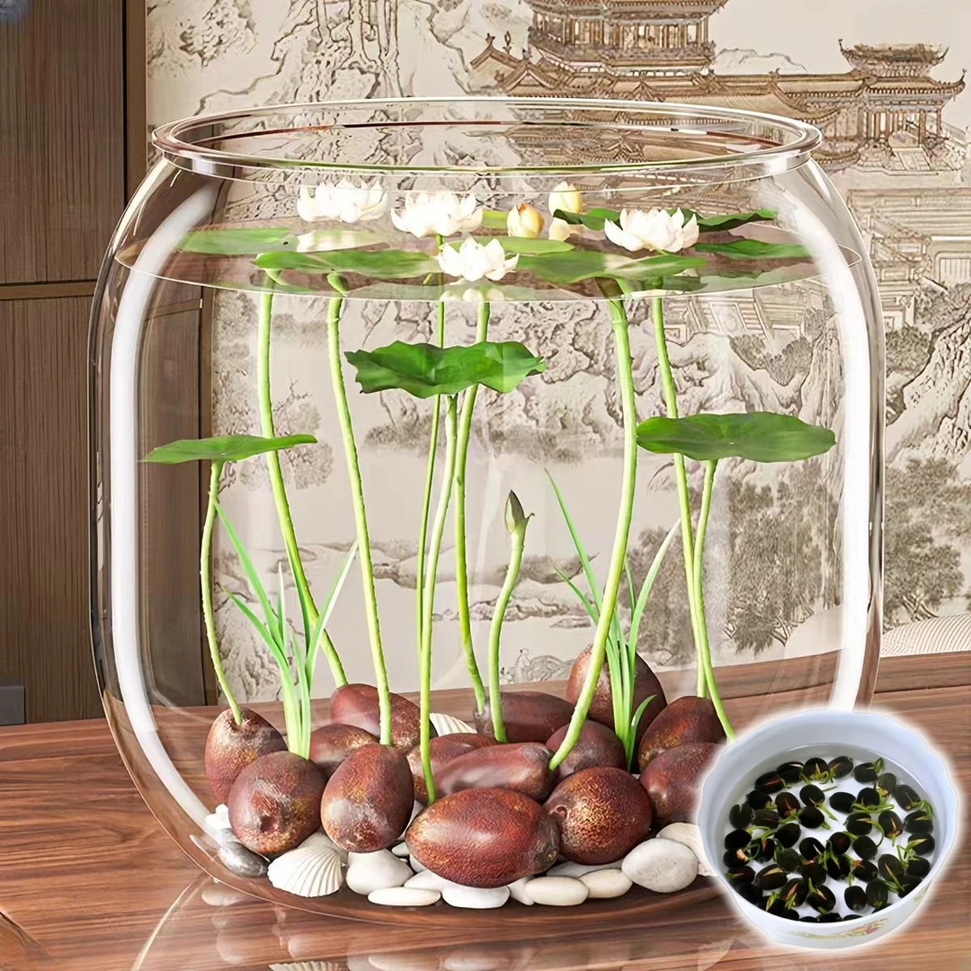 碗莲种懒人种植喷栽水培花卉水养四季莲花荷花种莲藕绿植水培莲子
