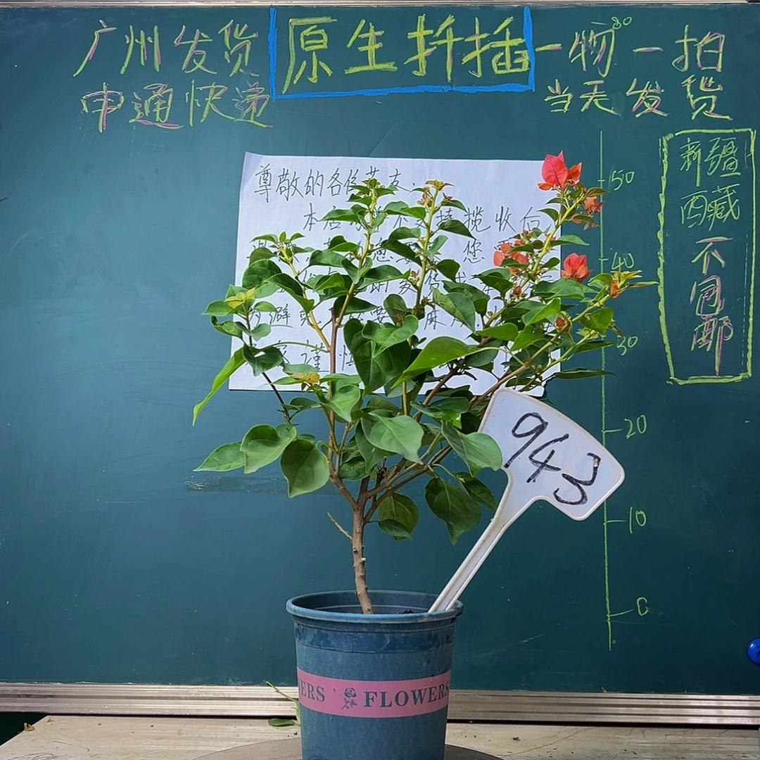当前无花栽培后可以开花  暗斑夕阳红  943