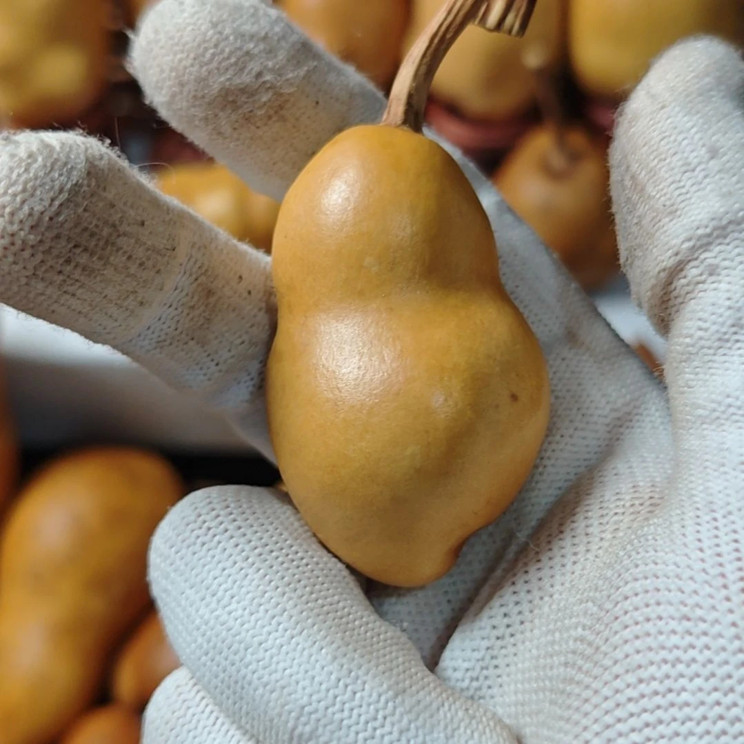 东***红精品土豆葫芦一物一拍