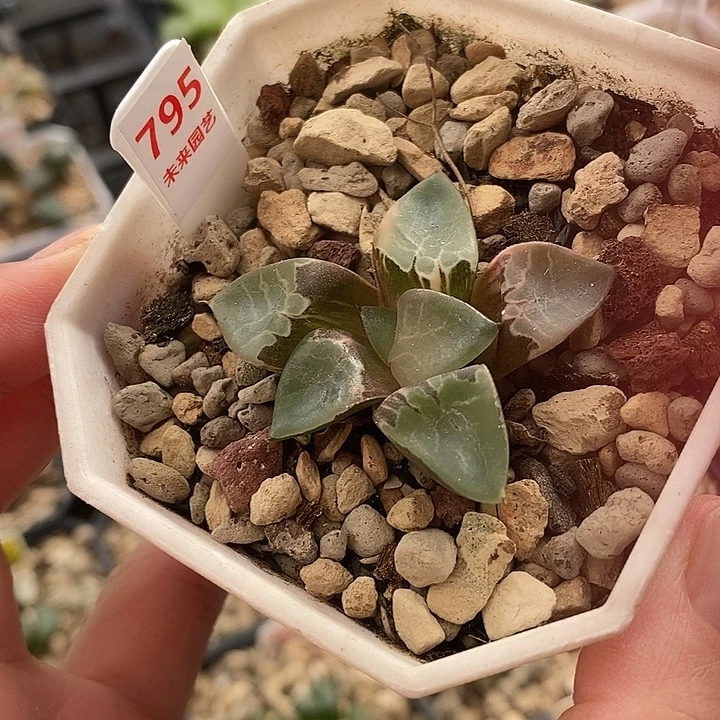 795火凤凰克锦一物