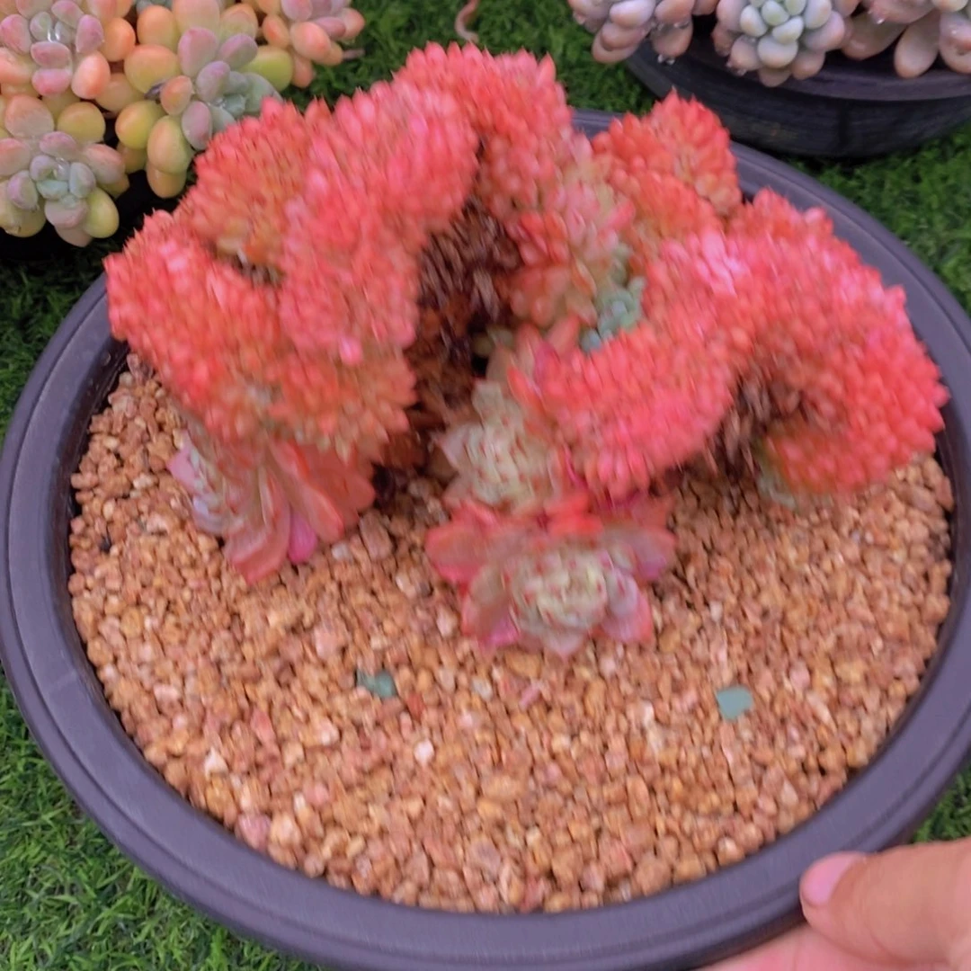 白胖子缀 一物一拍