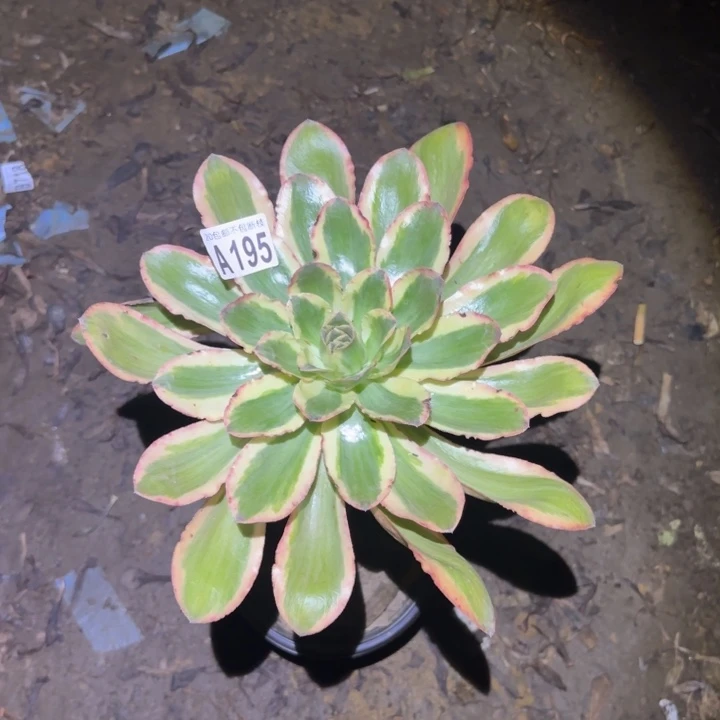 艳姿锦……多肉植物