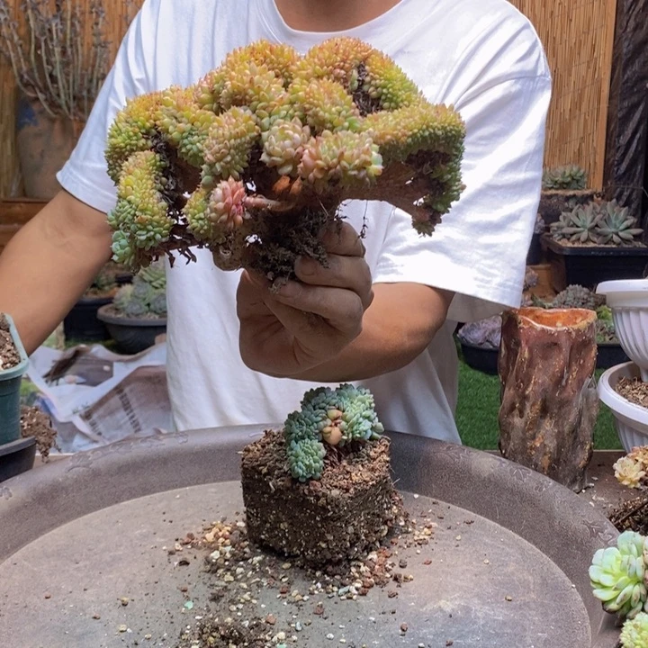飞***聊59 号白胖子多肉植物