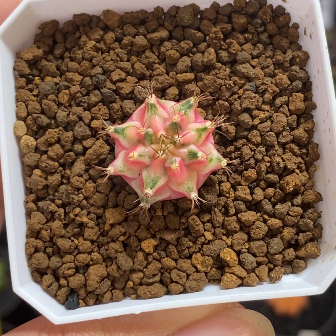 泰系侧芽—带盆土发货38