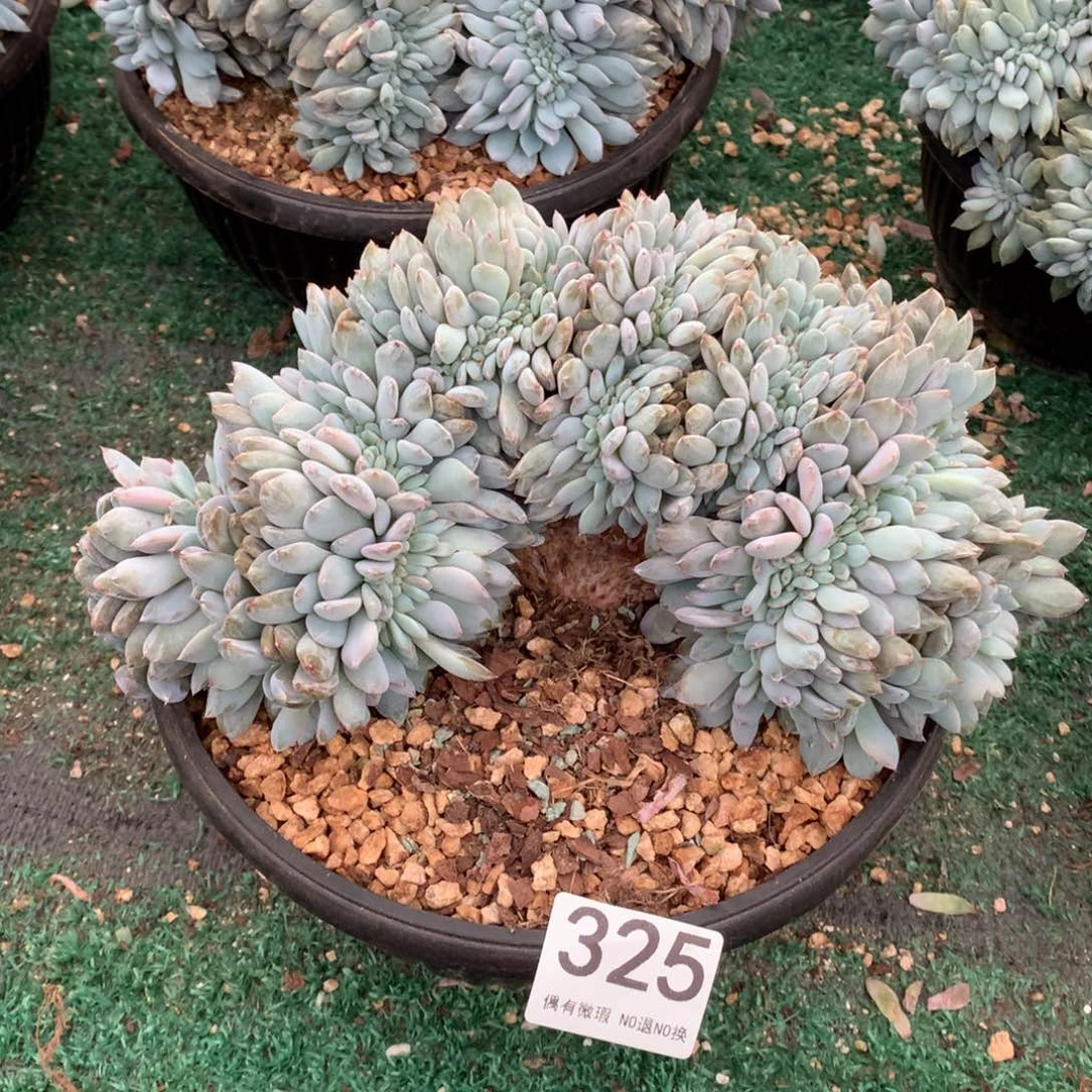 325橙子缀化多肉植物