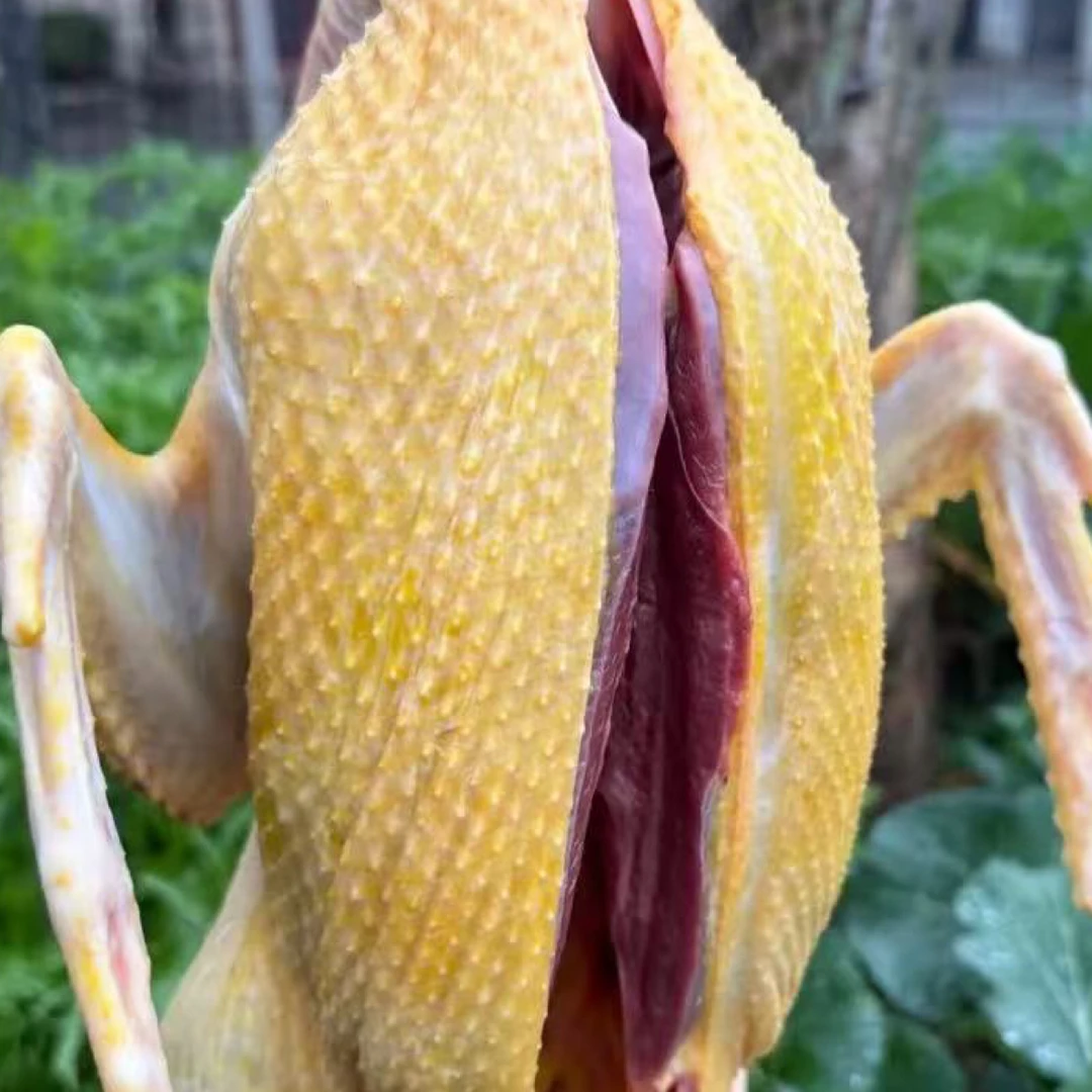 正宗广西河池河边散养放养280天纯粮土鸭，顺丰冷链阿浩生鲜土货