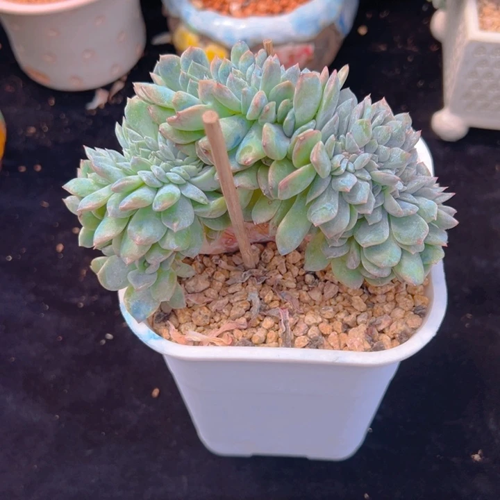 I****猫新年快乐新年快乐