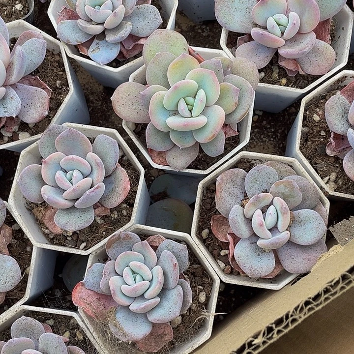 八角盆韩版奶茶带盆土发