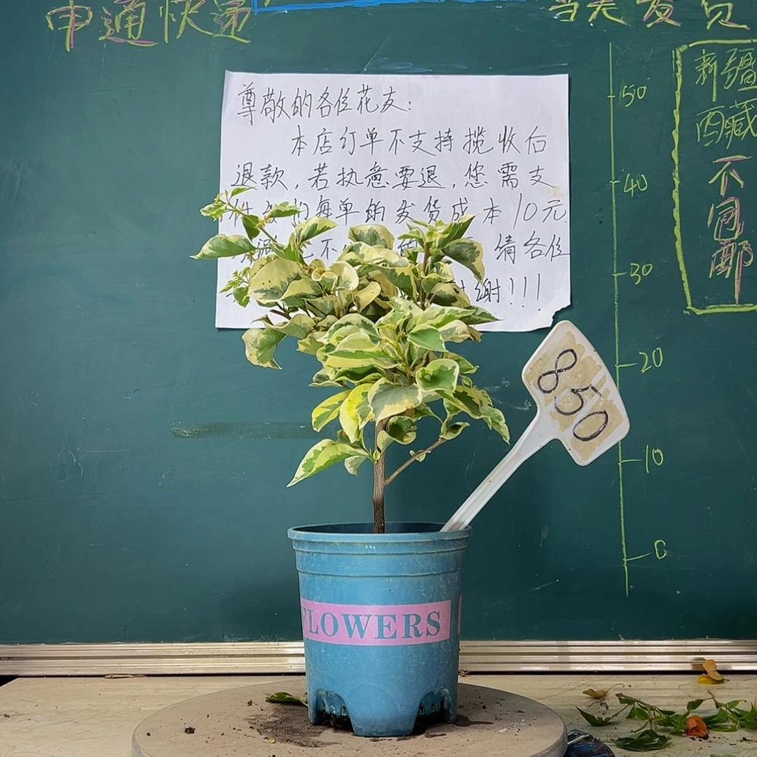当前无花栽培后可以开花  斑叶重瓣粉  850